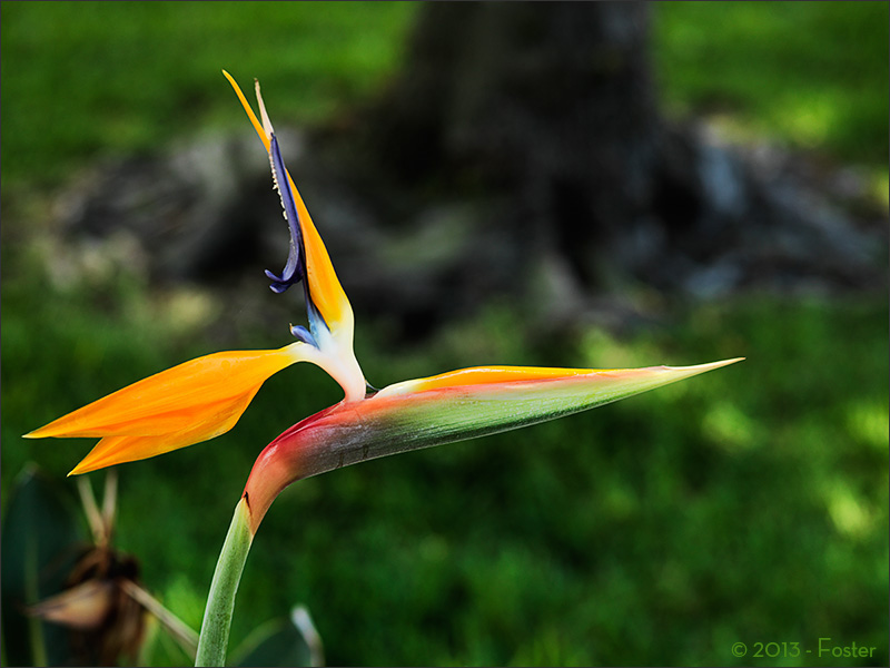 Bird of Paradise is the common name for the Strelitzia, a genus of five species of perennial plants, native to South Africa. It is featured on the reverse of the 50 cent coin there.